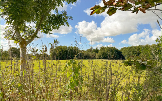 Weite Felder, absolute Ruhe – Ihr Reetdachrefugium in Ramstedt